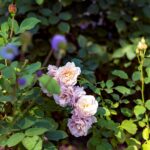 iPadPro11インチのロック画面等の花の壁紙