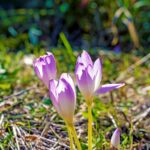 iPadPro11インチのロック画面等の花の壁紙