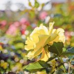 iPadPro11インチのロック画面等の花の壁紙