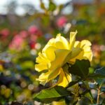 iPadPro11インチのロック画面等の花の壁紙