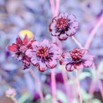 iPadPro11インチのロック画面等の花の壁紙