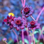 iPadPro11インチのロック画面等の花の壁紙