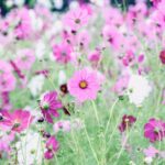 iPadPro11インチのロック画面等の花の壁紙