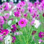 iPadPro11インチのロック画面等の花の壁紙