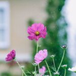 iPadPro11インチのロック画面等の花の壁紙