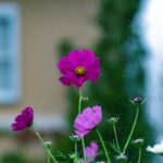 iPadPro11インチのロック画面等の花の壁紙