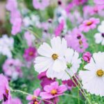 iPadPro11インチのロック画面等の花の壁紙