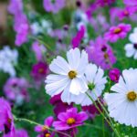 iPadPro11インチのロック画面等の花の壁紙