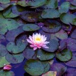 iPadPro11インチのロック画面等の花の壁紙