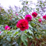 iPadPro11インチのロック画面等の花の壁紙