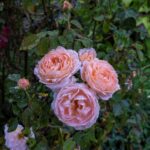 iPadPro11インチのロック画面等の花の壁紙