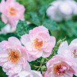 iPadPro11インチのロック画面等の花の壁紙