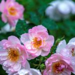 iPadPro11インチのロック画面等の花の壁紙