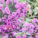 iPadPro11インチのロック画面等の花の壁紙