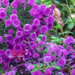 iPadPro11インチのロック画面等の花の壁紙