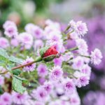 iPadPro11インチのロック画面等の花の壁紙