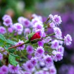 iPadPro11インチのロック画面等の花の壁紙