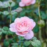 iPadPro11インチのロック画面等の花の壁紙