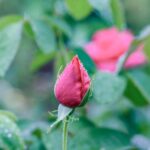 iPadPro11インチのロック画面等の花の壁紙