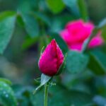 iPadPro11インチのロック画面等の花の壁紙