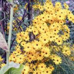 iPadPro11インチのロック画面等の花の壁紙