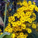 iPadPro11インチのロック画面等の花の壁紙