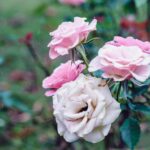 iPadPro11インチのロック画面等の花の壁紙