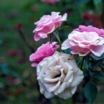 iPadPro11インチのロック画面等の花の壁紙