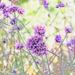 iPadPro11インチのロック画面等の花の壁紙