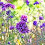 iPadPro11インチのロック画面等の花の壁紙