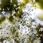 iProPro12.9インチのロック画面等の花の壁紙