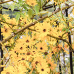 iProPro12.9インチのロック画面等の花の壁紙