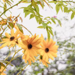 iProPro12.9インチのロック画面等の花の壁紙