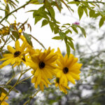 iProPro12.9インチのロック画面等の花の壁紙