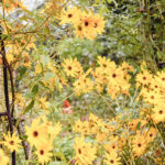 iProPro12.9インチのロック画面等の花の壁紙