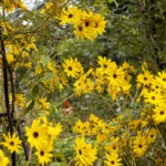 iProPro12.9インチのロック画面等の花の壁紙