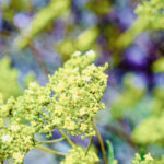 iProPro12.9インチのロック画面等の花の壁紙