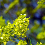 iProPro12.9インチのロック画面等の花の壁紙