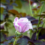 iProPro12.9インチのロック画面等の花の壁紙