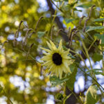 iPadPro12.9インチのロック画面等の花の壁紙