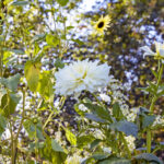 iPadPro12.9インチのロック画面等の花の壁紙