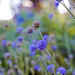 iPadPro12.9インチのロック画面等の花の壁紙