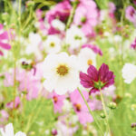 iProPro12.9インチのロック画面等の花の壁紙