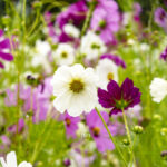 iProPro12.9インチのロック画面等の花の壁紙