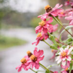 iProPro12.9インチのロック画面等の花の壁紙