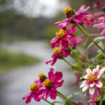 iProPro12.9インチのロック画面等の花の壁紙