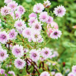 iProPro12.9インチのロック画面等の花の壁紙