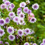 iProPro12.9インチのロック画面等の花の壁紙