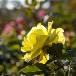 iPad9.7・7.9インチロック画面等の壁紙を配信中