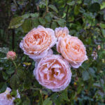 iPadAir第4・5世代10.9インチの花の壁紙を配信中